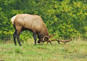 Cervus elaphus roosevelti Merriam